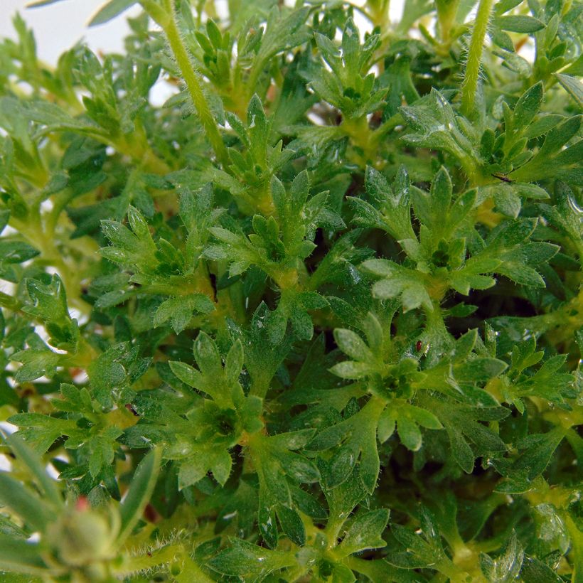 Saxifraga arendsii Adebar (Foliage)