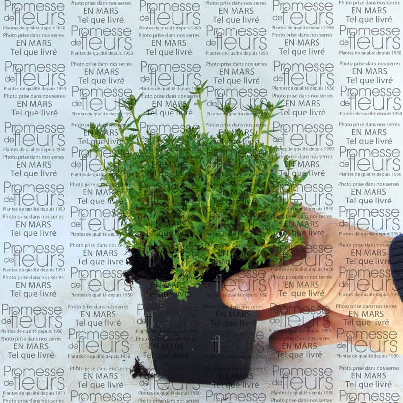 Example of Saxifraga arendsii Adebar 8/9 cm pot specimen as delivered