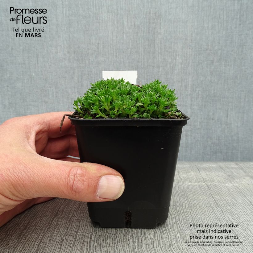 Saxifraga arendsii Compactum (Stransfieldii) - Saxifrage mousse Godet de 8/9cm sample as delivered in spring