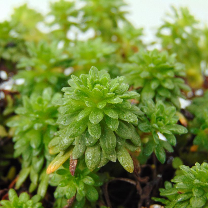 Saxifraga arendsii Peter Pan (Foliage)