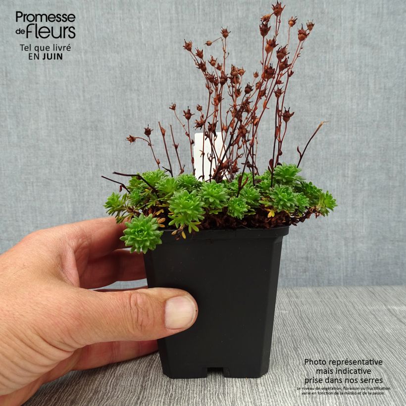 Saxifraga arendsii Peter Pan 8/9 cm pot sample as delivered in summer