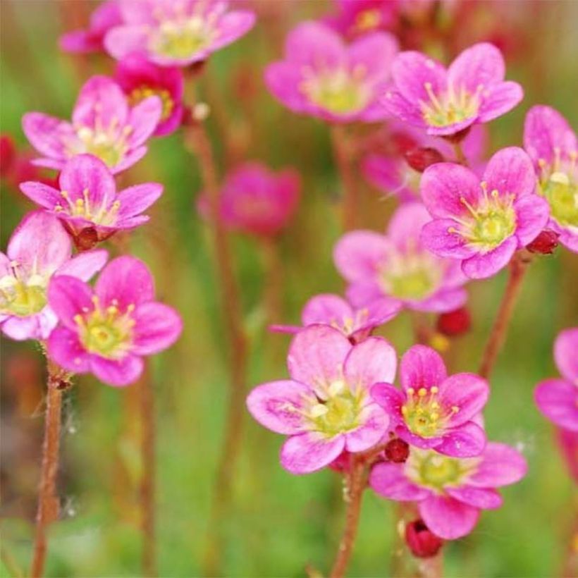 Saxifraga arendsii Purpurteppich (Flowering)