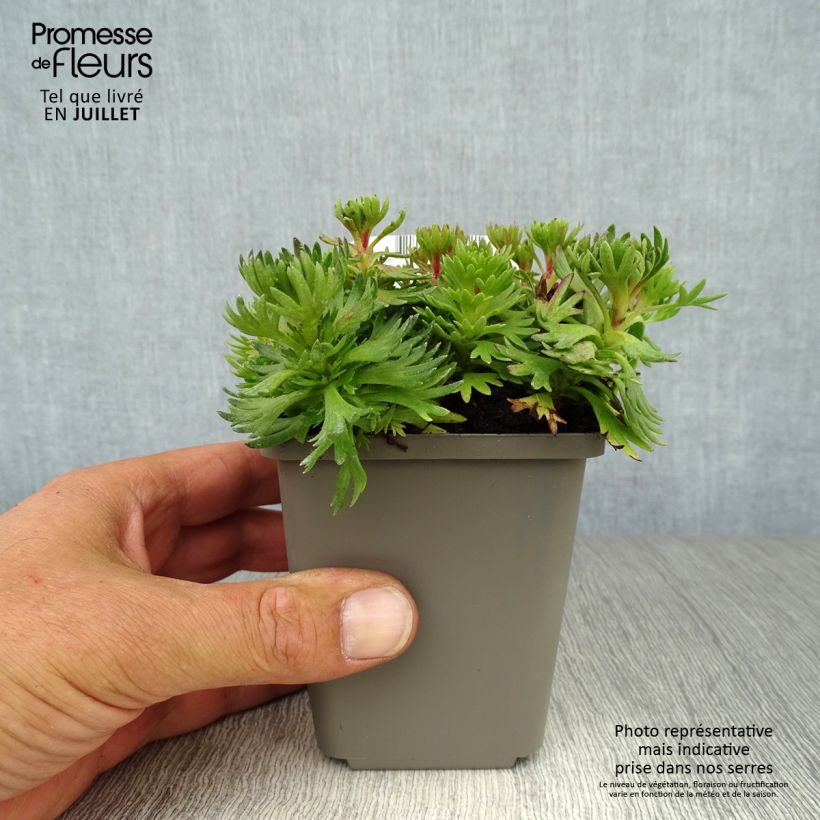 Saxifraga arendsii Purpurteppich 8/9 cm pot sample as delivered in summer