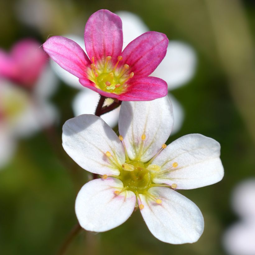 Saxifraga arendsii Wares Crimson (Flowering)