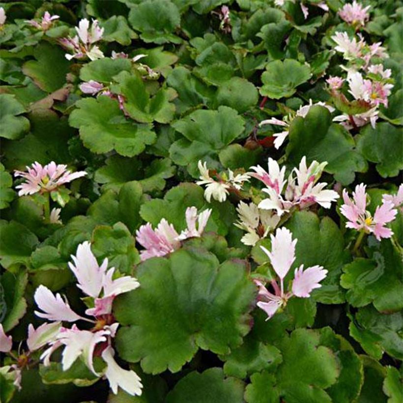 Saxifraga cortusifolia Cheap Confections (Foliage)