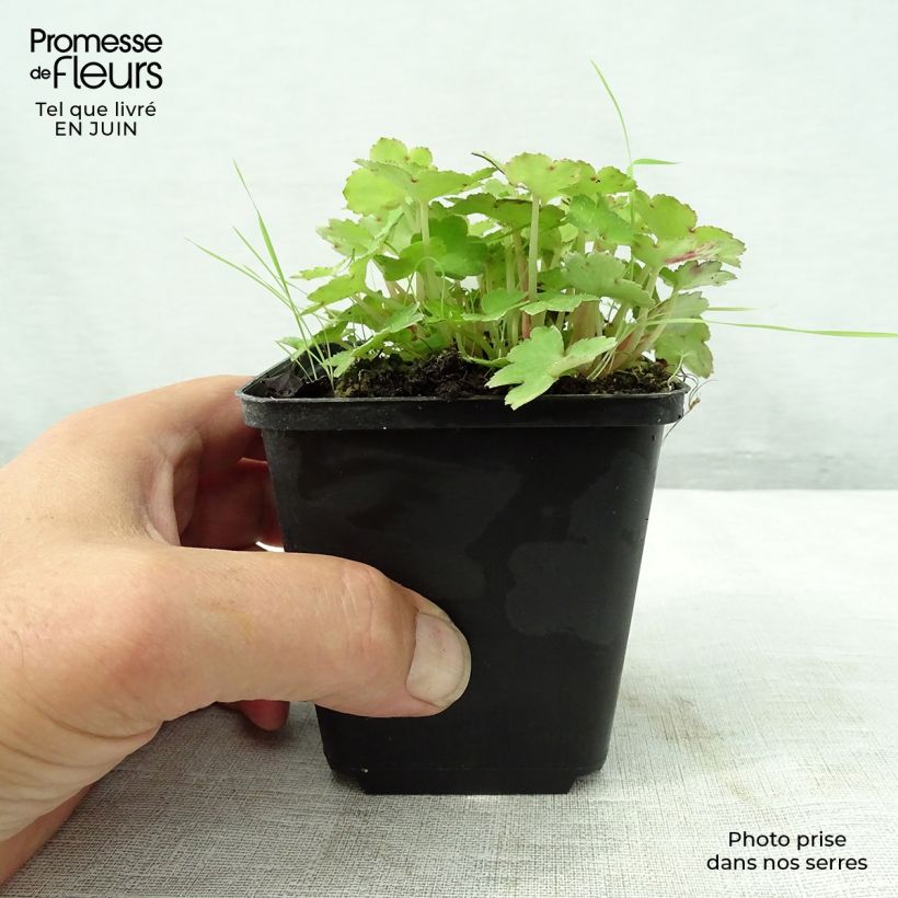 Saxifraga cortusifolia Cheap Confections 8/9 cm pot sample as delivered in summer