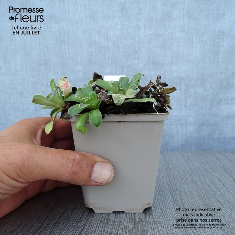 Saxifraga cotyledon Southside Seedling 8/9 cm pot sample as delivered in summer