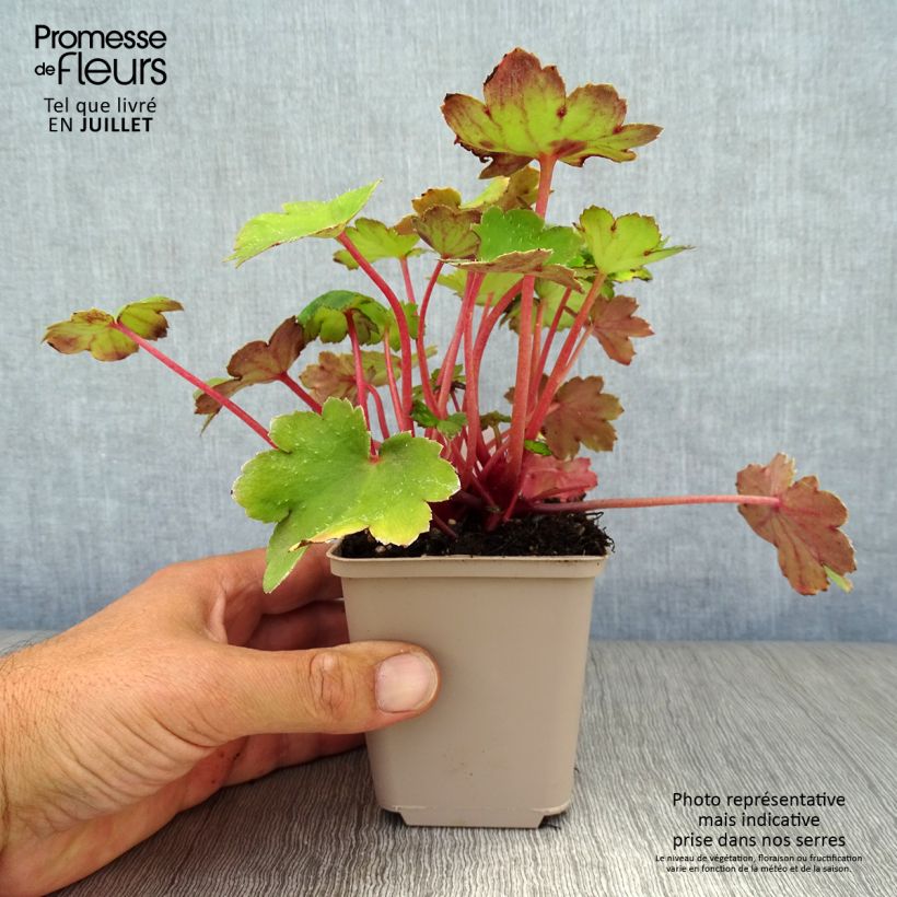 Saxifraga fortunei Beni Tsukasa 8/9 cm pot sample as delivered in summer