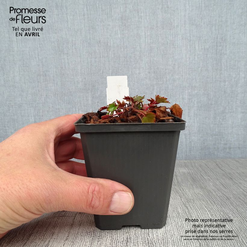 Saxifraga fortunei Rubrifolia 8/9 cm pot sample as delivered in spring