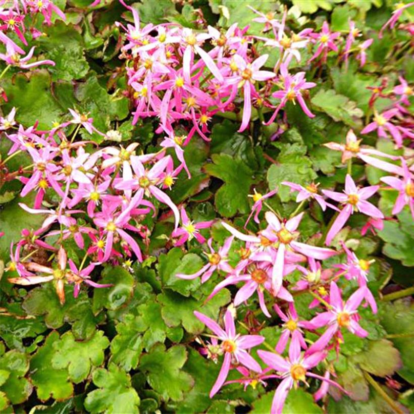 Saxifraga fortunei Sugar Plum Fairy (Foliage)