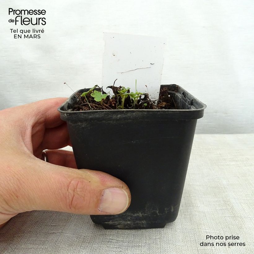 Saxifraga fortunei Sugar Plum Fairy 8/9 cm pot sample as delivered in spring