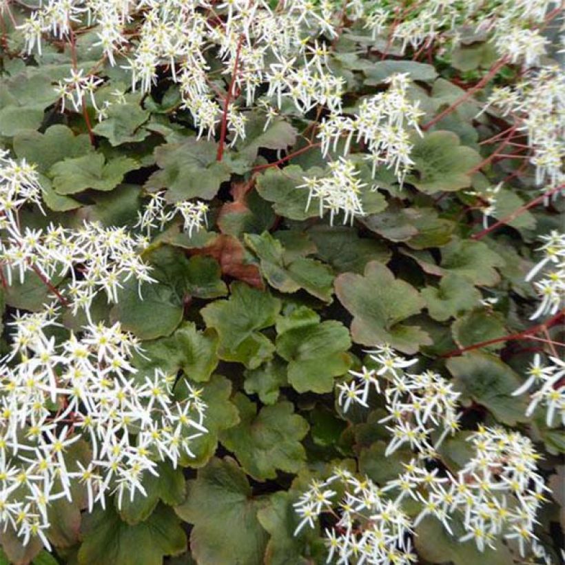 Saxifraga fortunei Wada (Foliage)