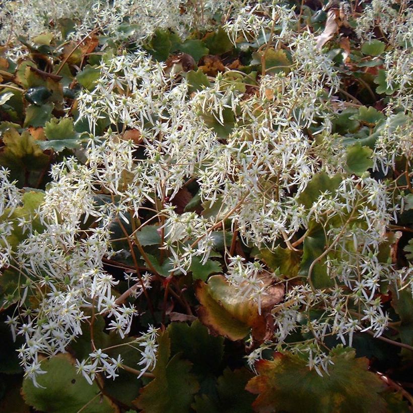 Saxifraga fortunei Wada (Flowering)