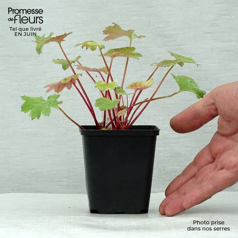 Saxifraga fortunei Wada - Saxifrage Godet de 8/9 cm sample as delivered in summer