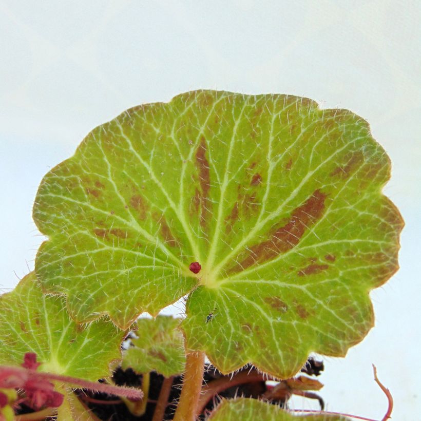 Saxifraga stolonifera Cuscutiformis (Foliage)