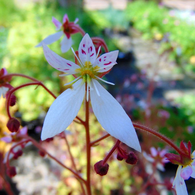 Saxifraga stolonifera Cuscutiformis (Flowering)