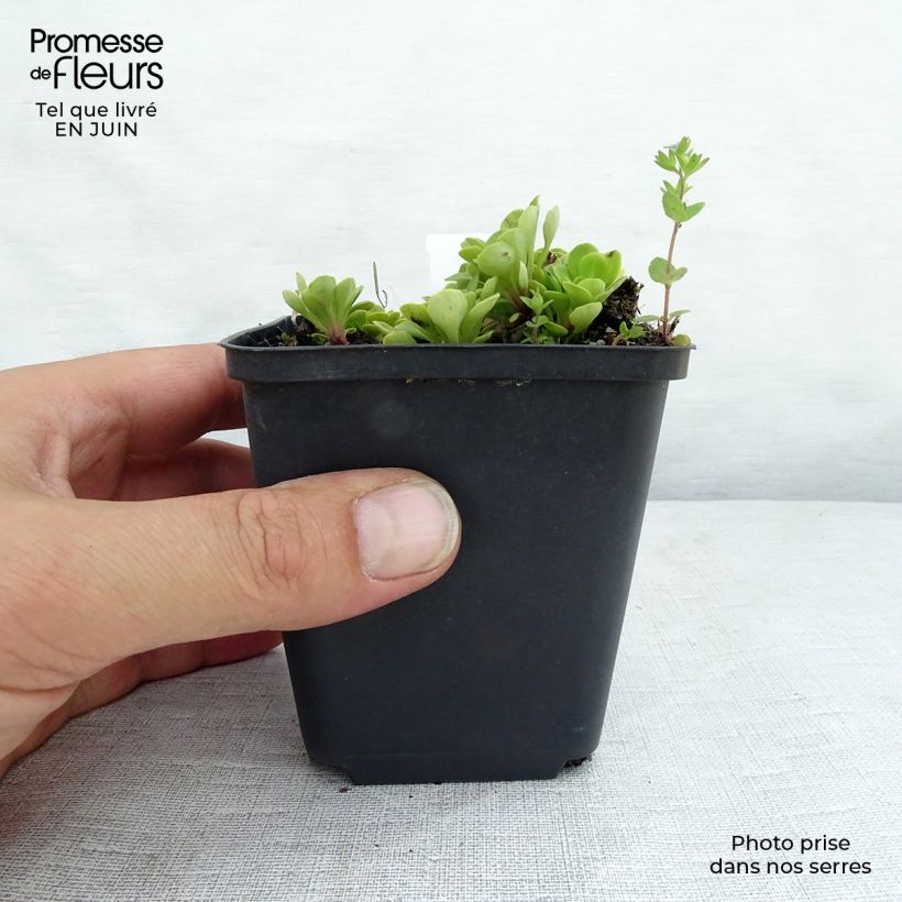 Saxifraga umbrosa Clarence Elliott 8/9 cm pot sample as delivered in summer