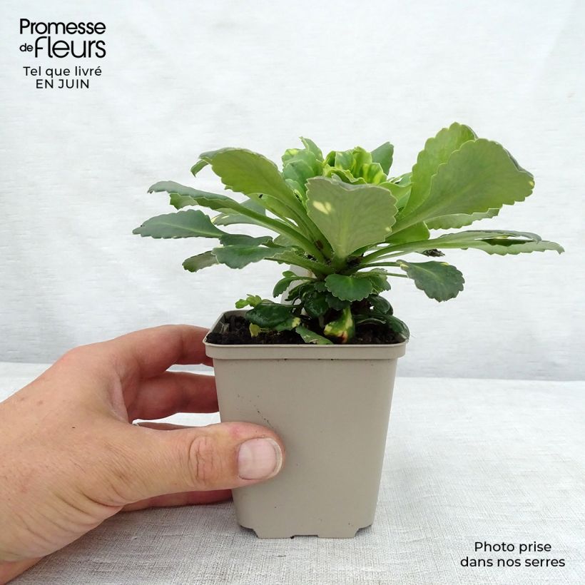 Saxifraga umbrosa Variegata 8/9 cm pot sample as delivered in summer