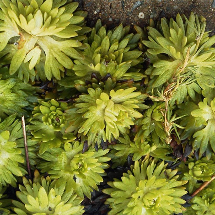 Saxifraga arendsii Pixie (Foliage)