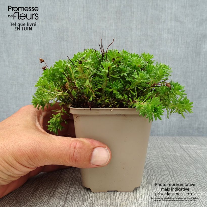 Saxifraga arendsii Pixie 8/9 cm pot sample as delivered in summer