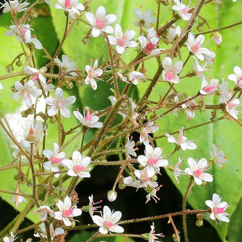 Saxifraga x urbium (Flowering)