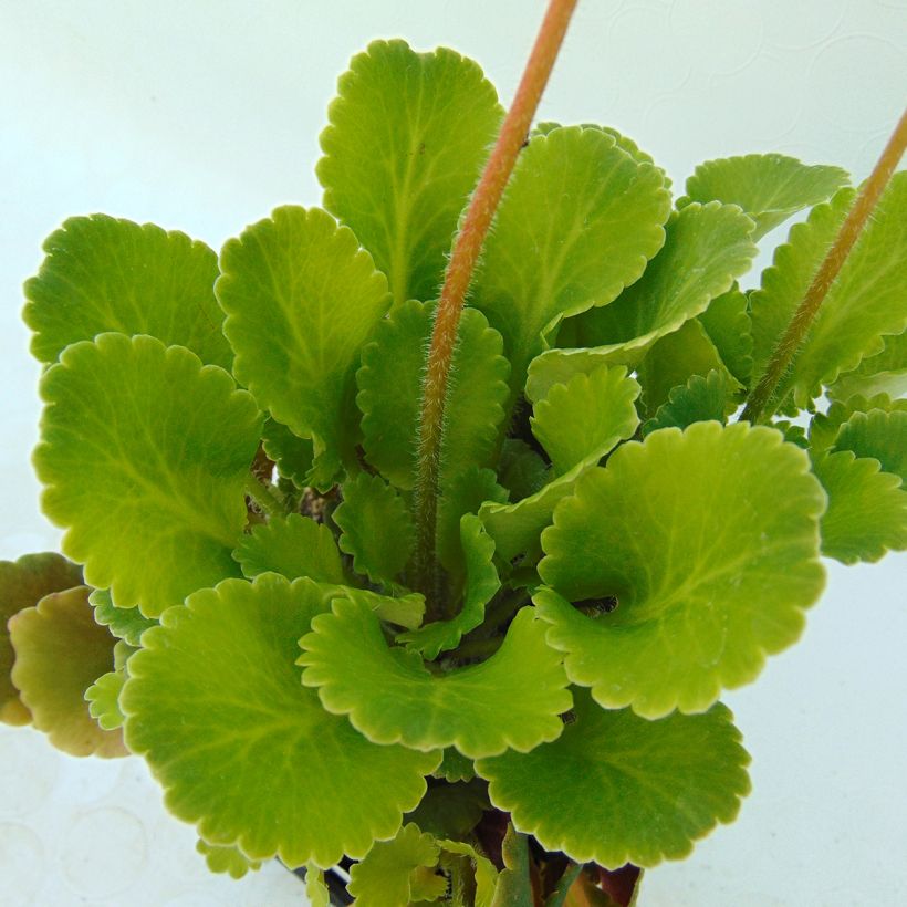 Saxifraga x urbium (Foliage)