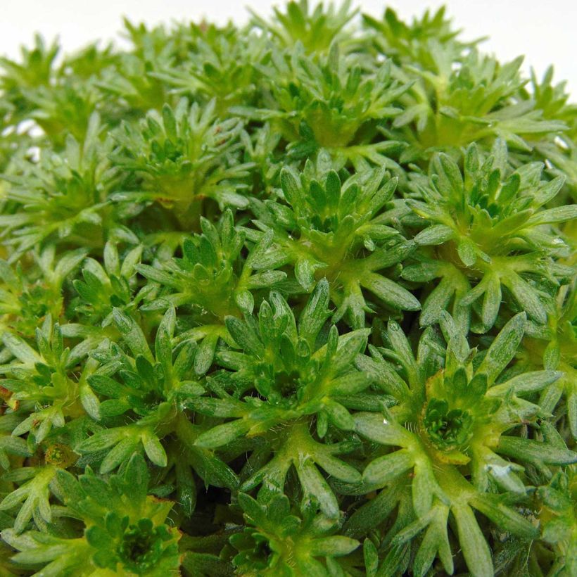 Saxifraga arendsii Pixie White (Foliage)