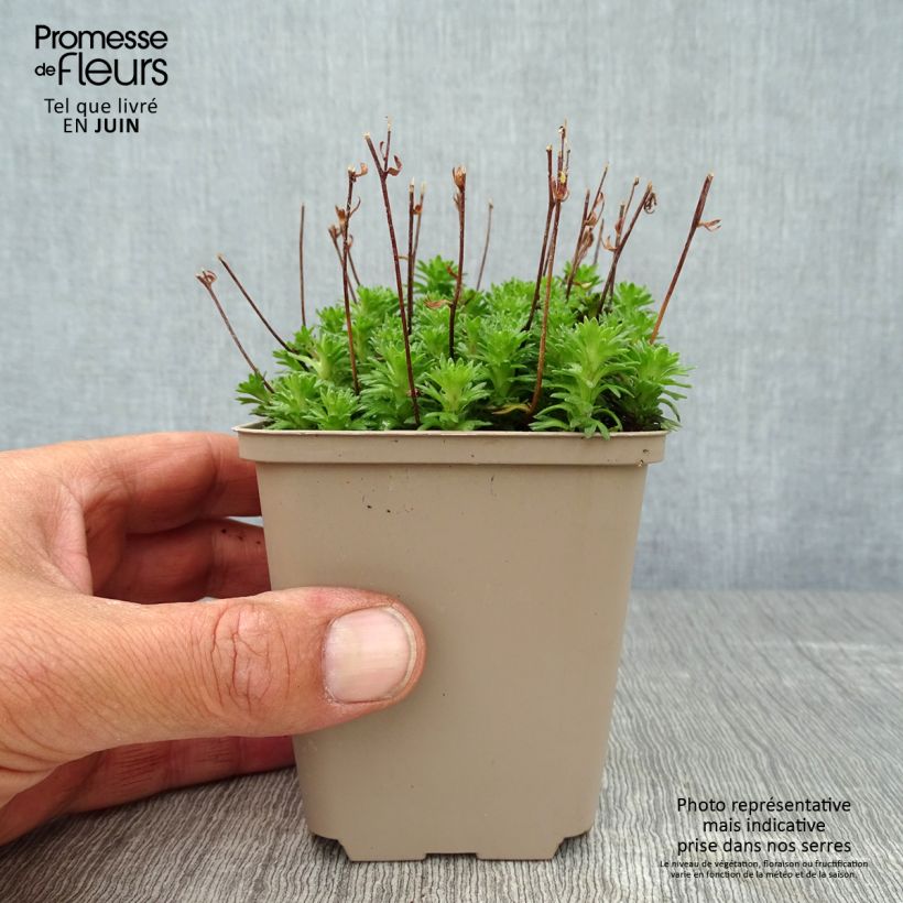 Saxifraga arendsii Pixie White 8/9 cm pot sample as delivered in summer
