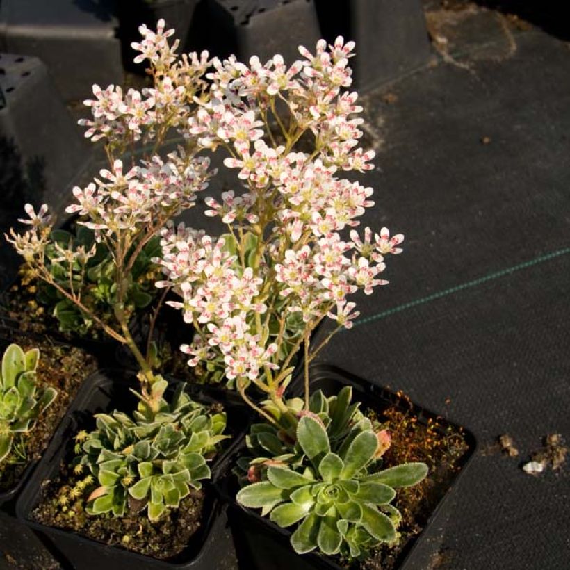 Saxifraga cotyledon Southside Seedling (Plant habit)