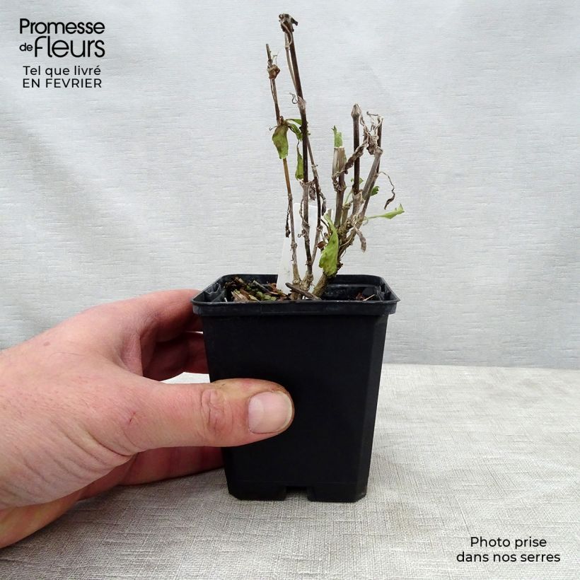 Scabiosa atropurpurea Cherry Vanilla Scoop 8/9 cm pot sample as delivered in winter