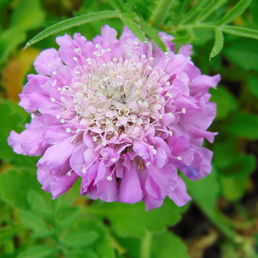 Scabiosa columbaria Pink Mist (Flowering)