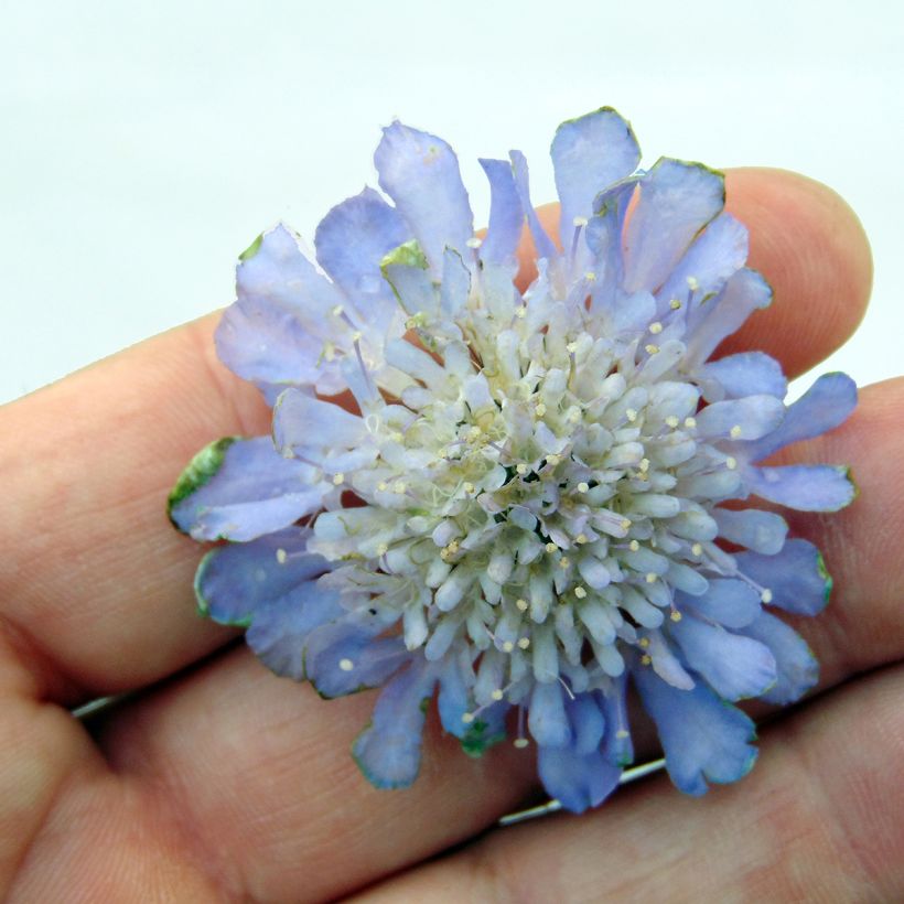 Scabiosa columbaria Butterfly Blue (Flowering)