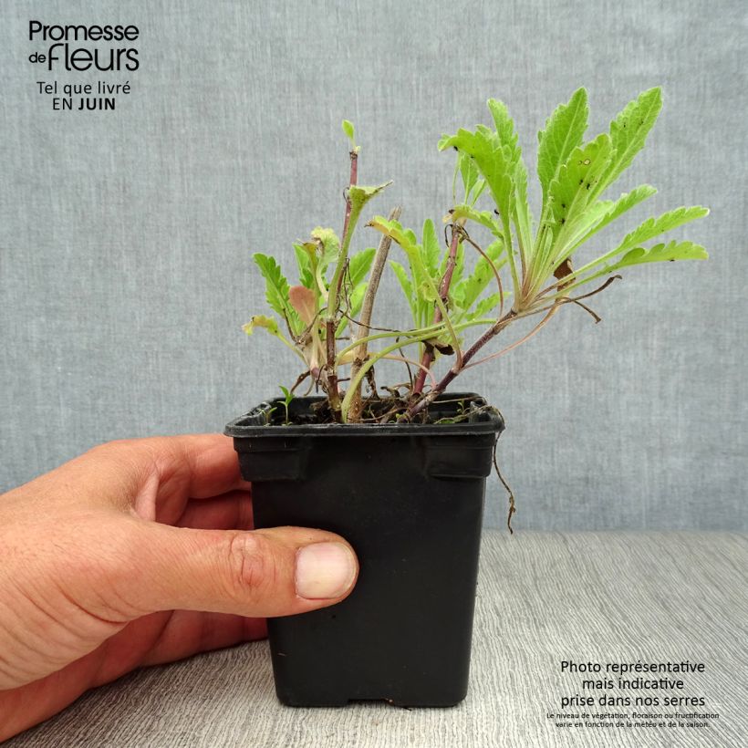 Scabiosa columbaria Pink Mist 7/8 cm pot sample as delivered in summer
