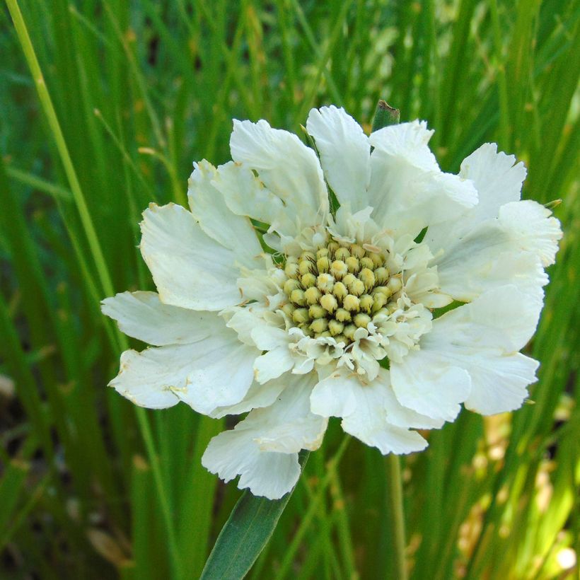 Scabiosa caucasica Alba (Flowering)