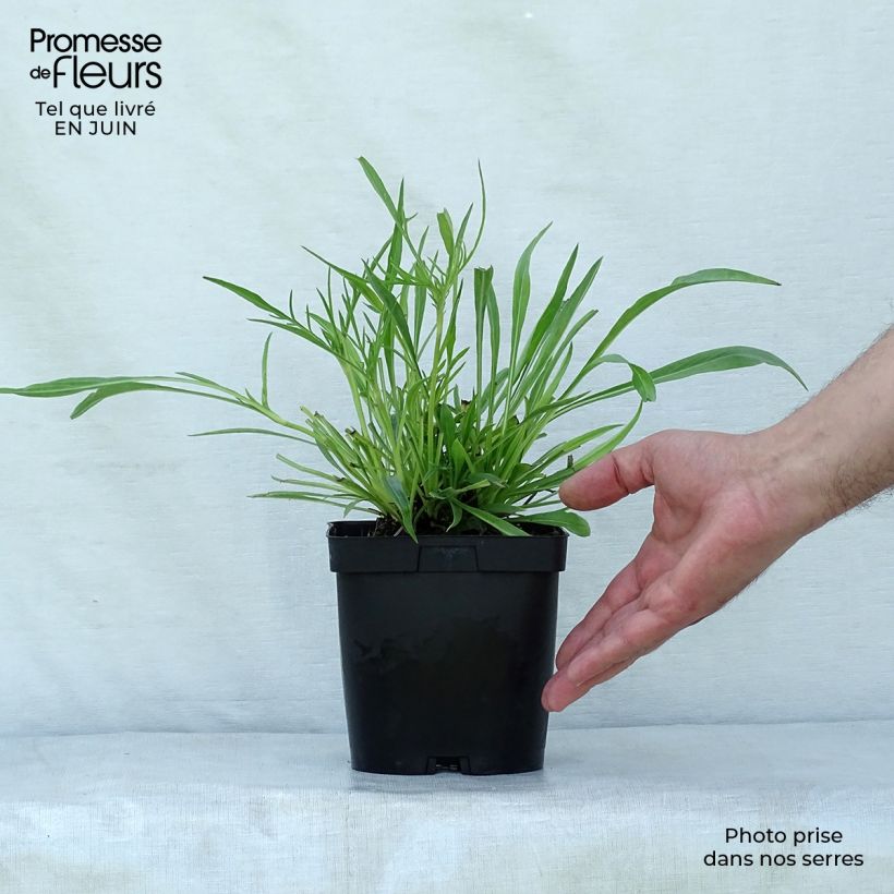 Scabiosa caucasica Alba 2L/3L pot sample as delivered in summer