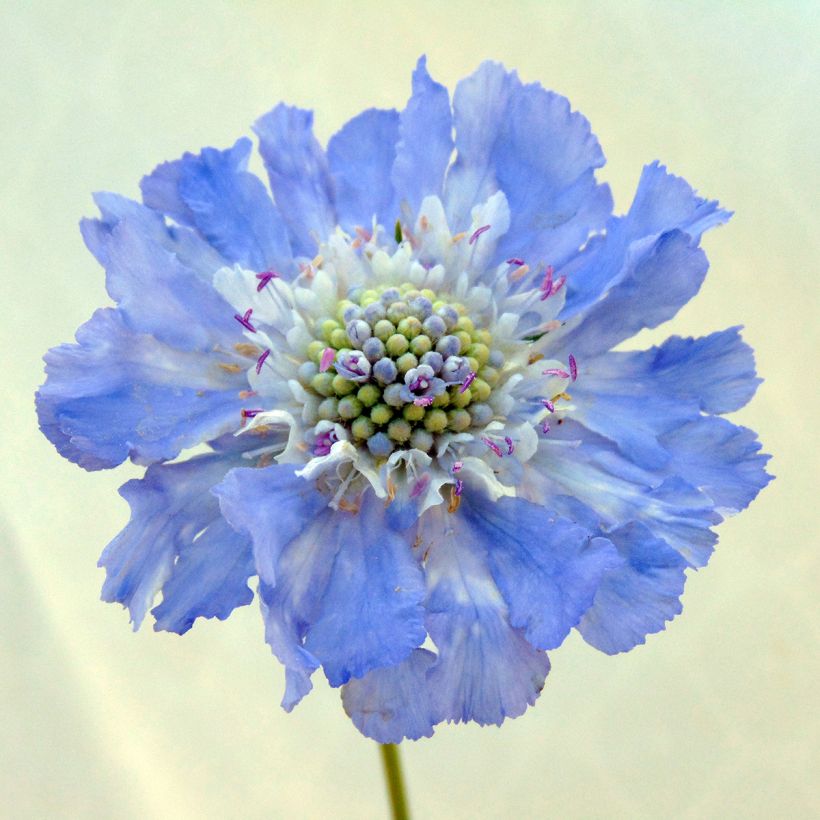 Scabiosa caucasica Perfecta (Flowering)