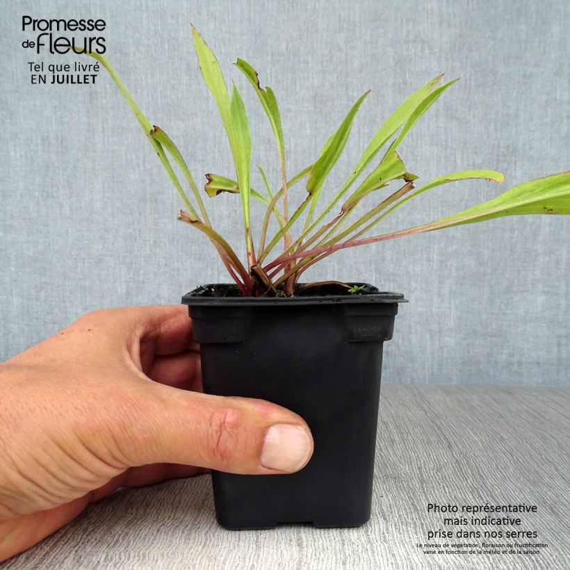 Scabiosa caucasica Perfecta 7/8 cm pot sample as delivered in summer