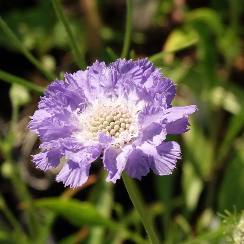 Scabiosa caucasica Perfecta (Flowering)