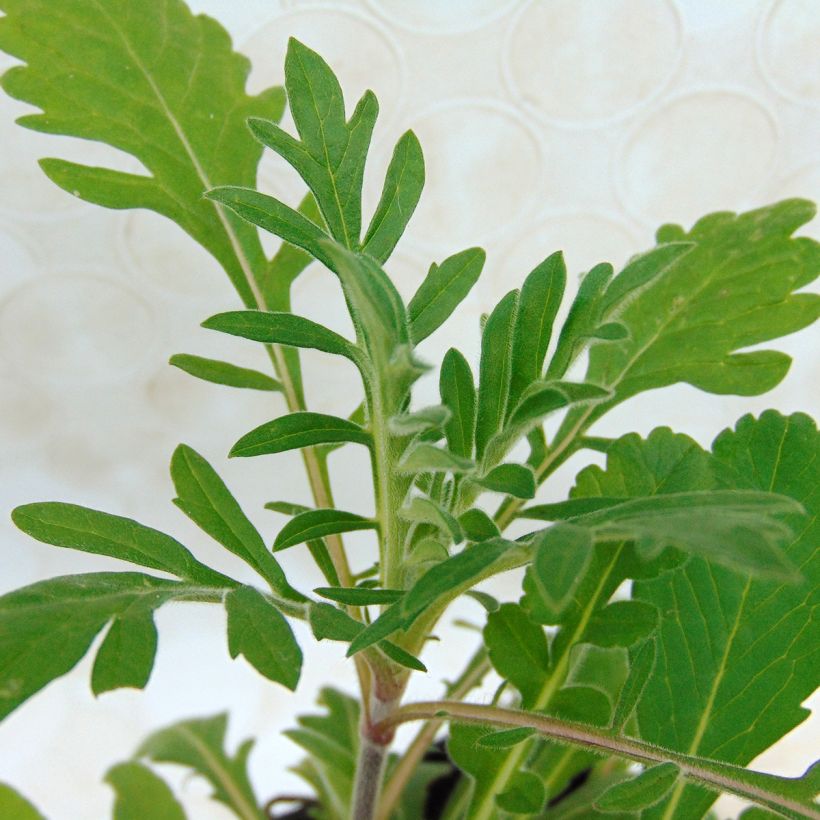 Scabiosa ochroleuca (Foliage)