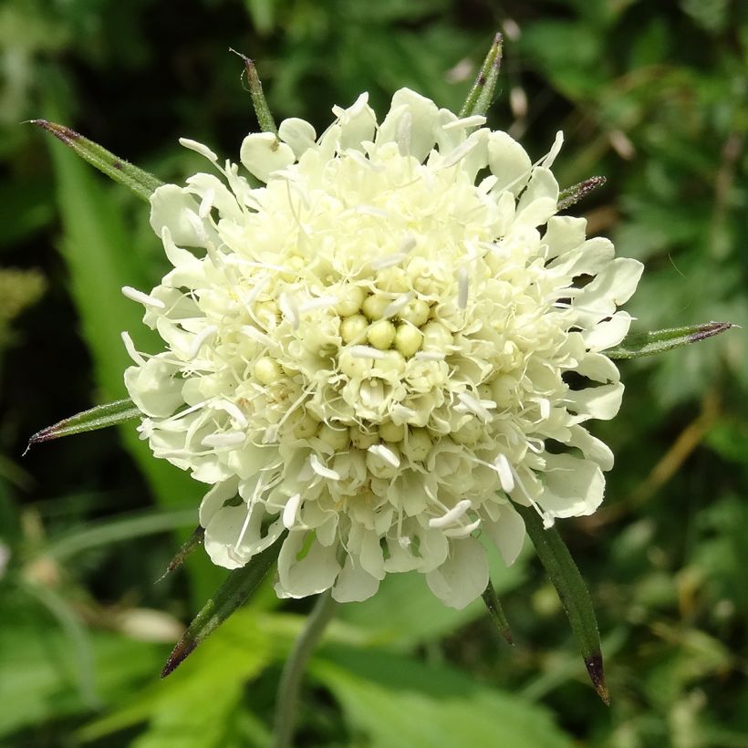 Scabiosa ochroleuca (Flowering)