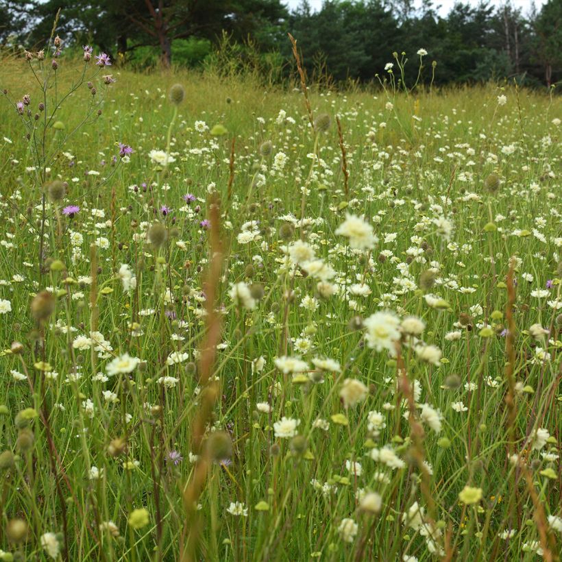 Scabiosa ochroleuca (Plant habit)