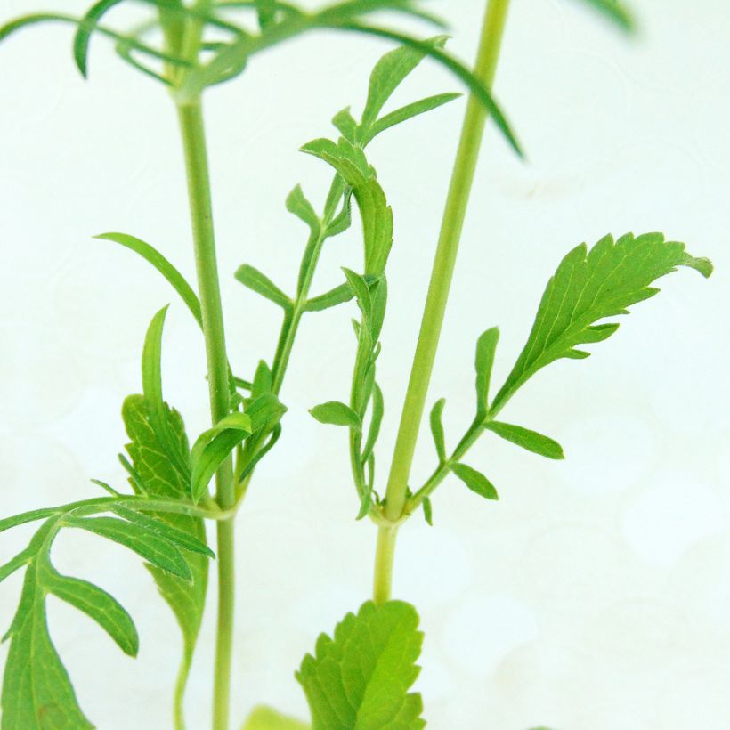 Scabiosa atropurpurea Chile Black (Foliage)