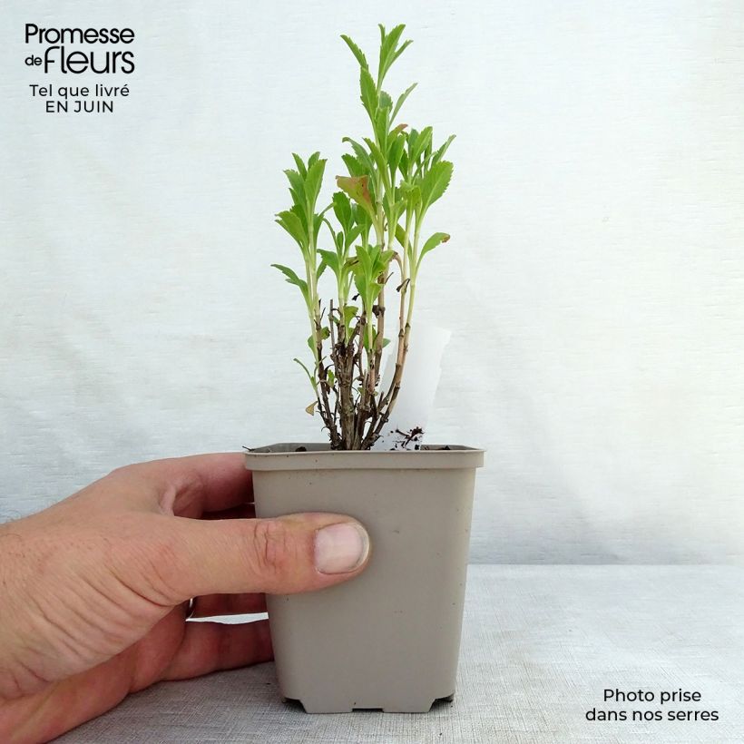 Scabiosa atropurpurea Chile Black 7/8 cm pot sample as delivered in summer