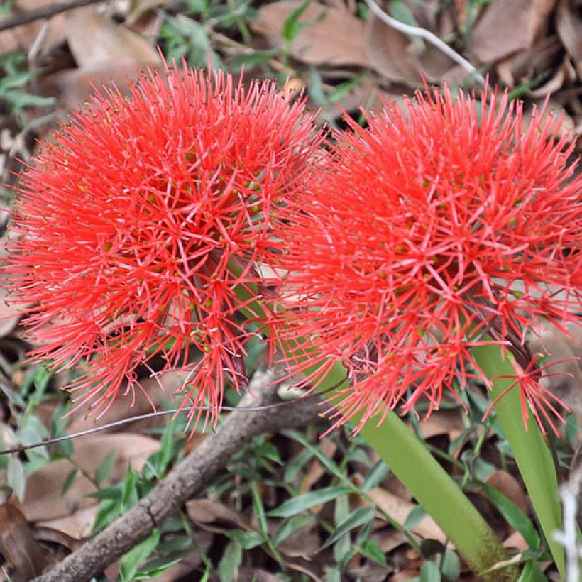 Scadoxus multiflorus subsp multiflorus (Flowering)