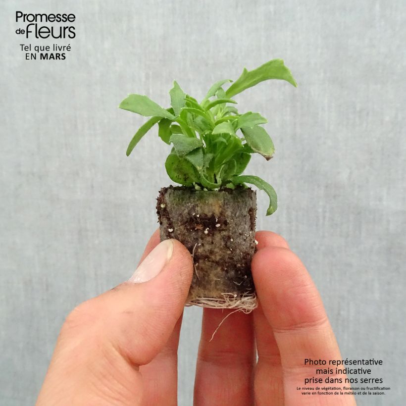 Scaevola aemula Surdiva Blue Plug plant 3/4cm sample as delivered in spring