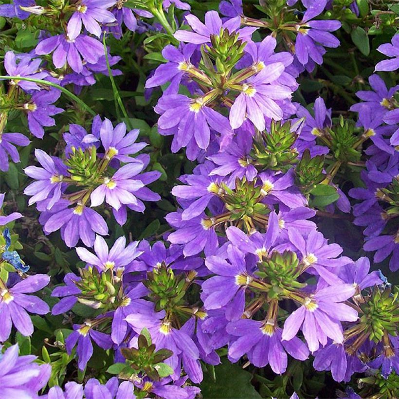 Scaevola aemula Surdiva Blue (Flowering)