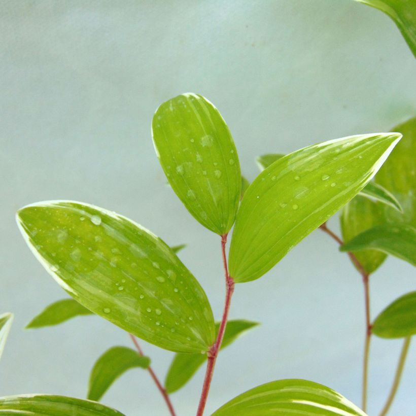 Polygonatum falcatum Variegatum - Solomon's Seal (Foliage)