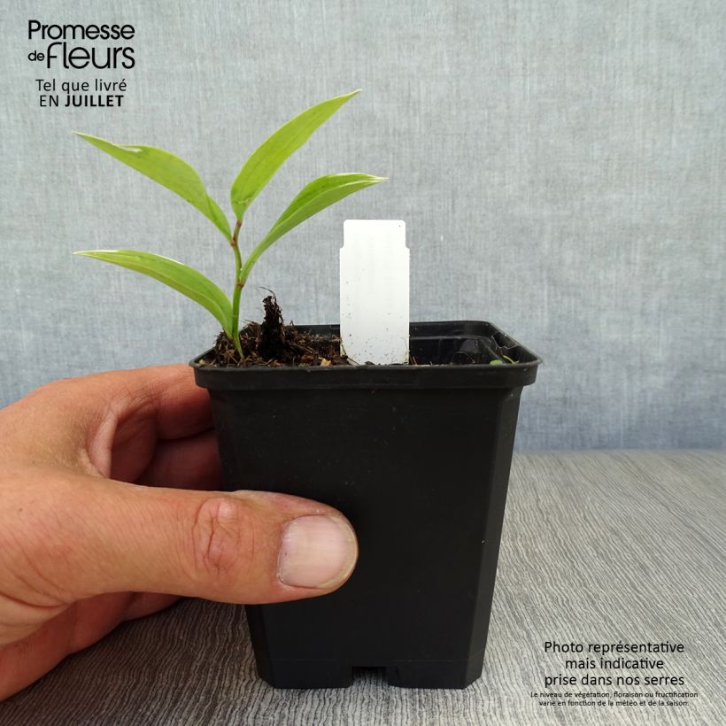 Polygonatum falcatum Variegatum - Solomon's Seal 8/9 cm pot sample as delivered in summer