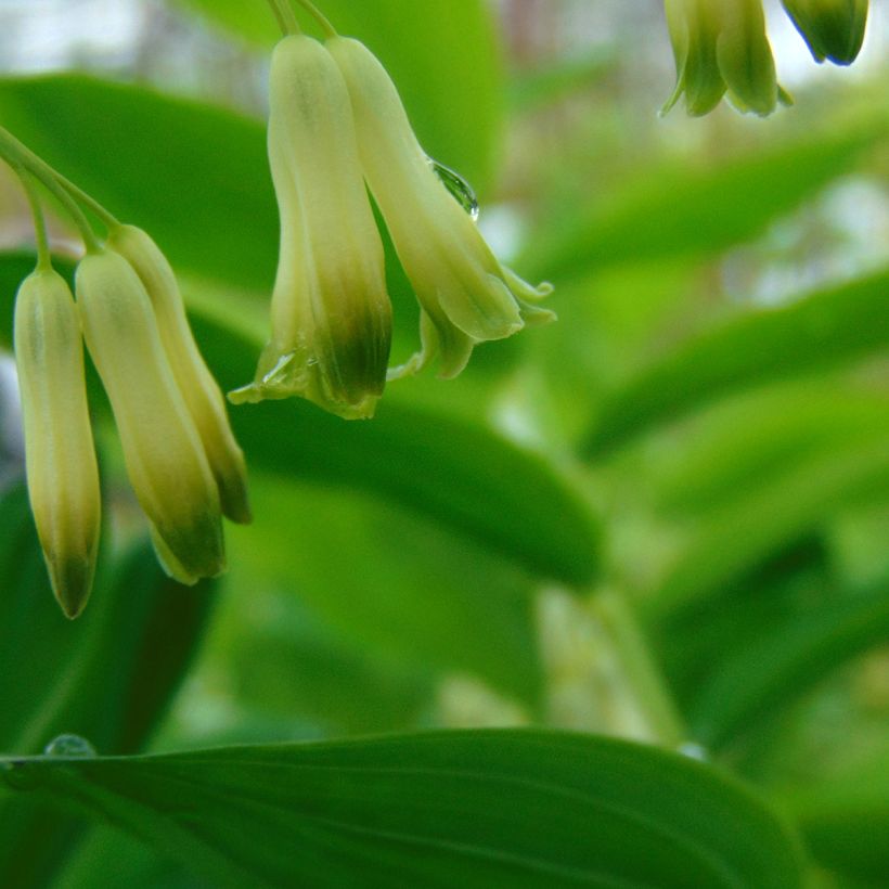 Polygonatum commutatum - Solomon's Seal (Flowering)