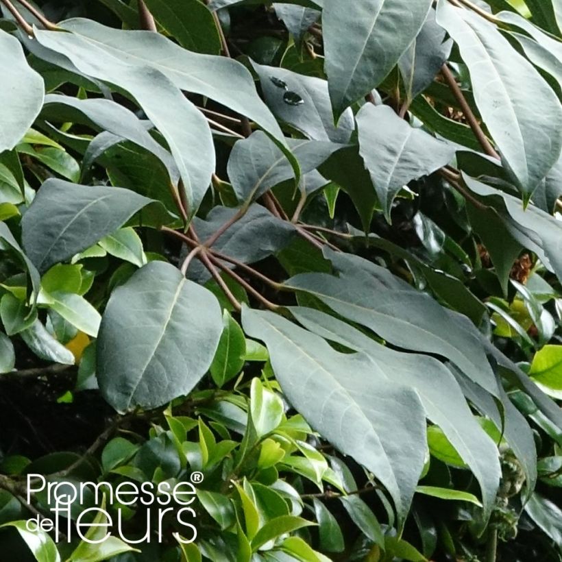 Schefflera alpina (Foliage)